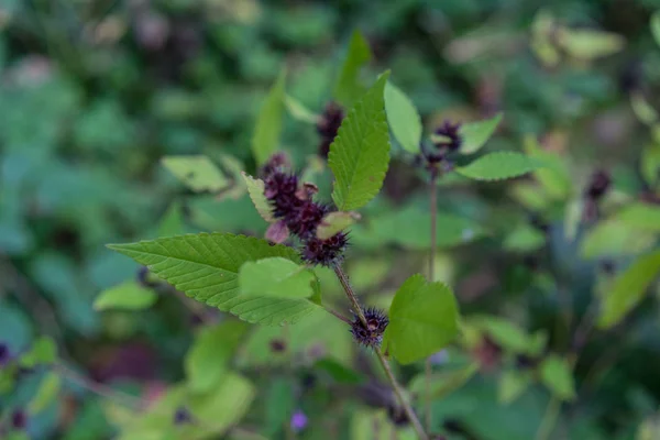 Violet bos bloem in de herfst close-up geïsoleerde bokeh bekijken — Stockfoto