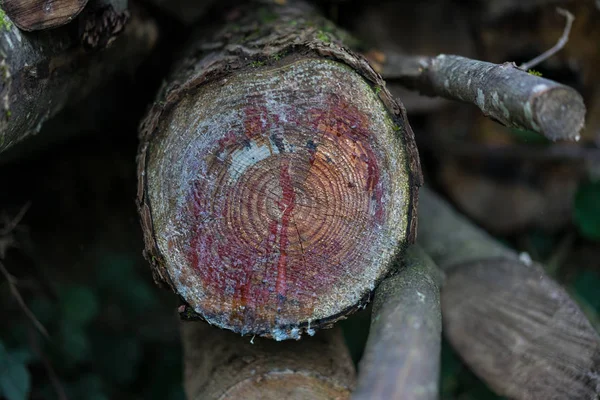 나무 나무 줄기는 전면 보기 구조를 닫습니다 — 스톡 사진