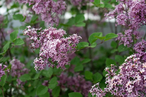 Cüce Kore Lila ağaç çiçek yakın yukarı, leylak Oleaceae