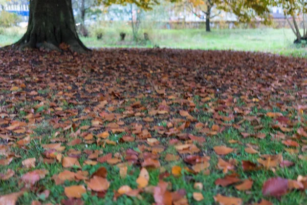 Park in de herfst met sinaasappel blaadjes — Stockfoto