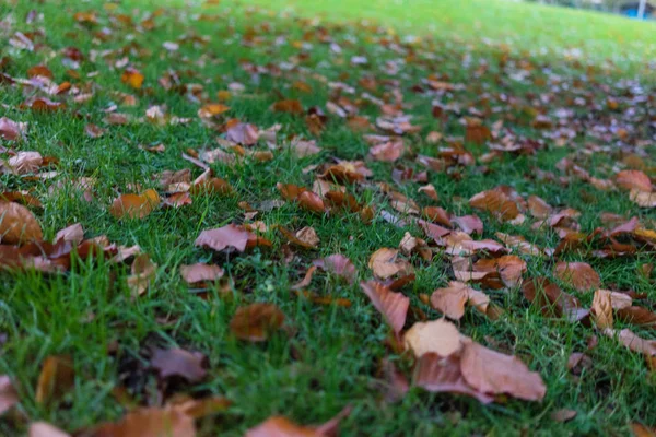 Park in de herfst met sinaasappel blaadjes — Stockfoto