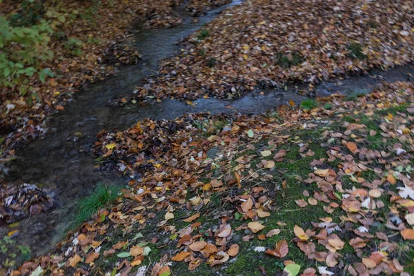 Kleiner Bach mit Herbstblättern — Stockfoto