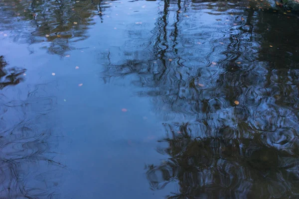 Wasserspiegelung, Baum spiegelt sich im Teich — Stockfoto