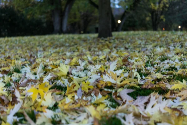 Feuilles jaunes en automne — Photo