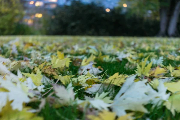 Żółte liście jesienią — Zdjęcie stockowe