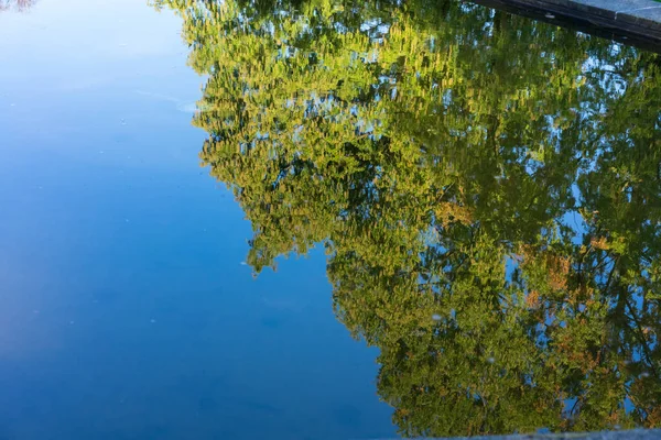 Árvore grande espelho de reflexão de água vista com céu azul — Fotografia de Stock
