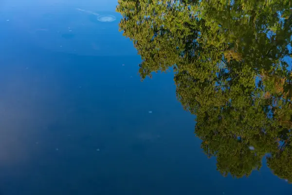 Árvore grande espelho de reflexão de água vista com céu azul — Fotografia de Stock