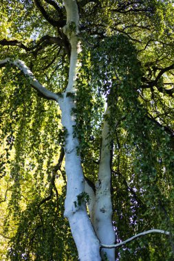 tam ağaç Fagus silvatica pendula kayın ağacı