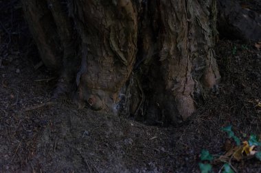 ağaç gövde gölge koyu görünümde yakın