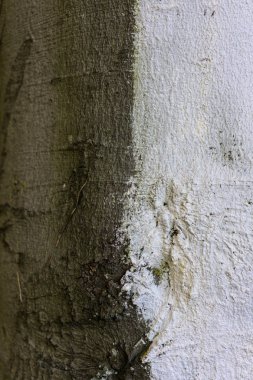 Fagus silvatica pendula kayın ağacının ağaç gövdesi