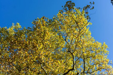 mavi gökyüzü arka planda sonbahar sarı ağaç