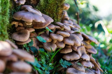 ağaç gövde üzerinde büyüyen kahverengi mantar