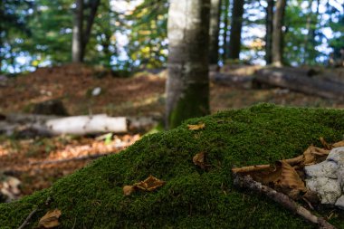 yosun ve taşlar ile orman sahnesi ve kapalı zemin bırakın