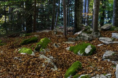 yosun ve taşlar ile orman sahnesi ve kapalı zemin bırakın