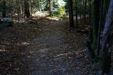 ormanda yolda yaprakları ve etrafında hiçbir insan