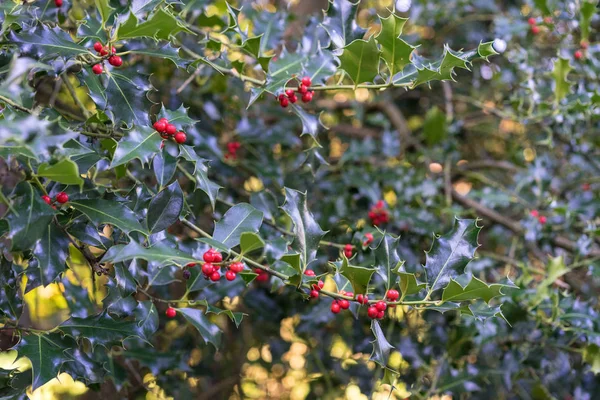 Dark green shrub with red fruits — Stock Photo, Image