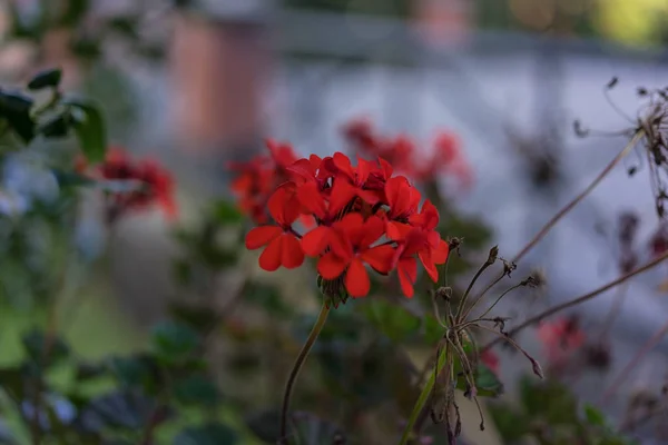 Филигран маленький красный цветок цветущий в саду — стоковое фото