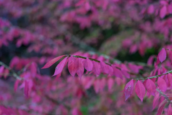 Planta rosa no jardim florescendo — Fotografia de Stock