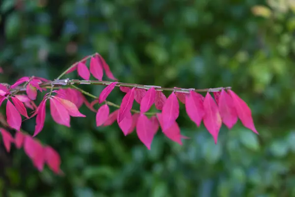 Planta rosa no jardim florescendo na frente de fundo verde — Fotografia de Stock