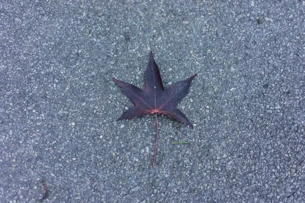 Fioletowy liść układania na betonowej ulicy — Zdjęcie stockowe