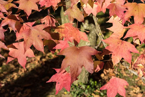 Folhas vermelhas e amarelas no outono — Fotografia de Stock