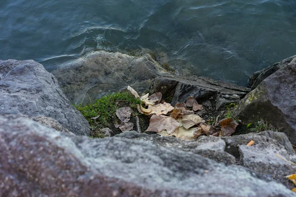 Costa de pedra com água e folhas — Fotografia de Stock