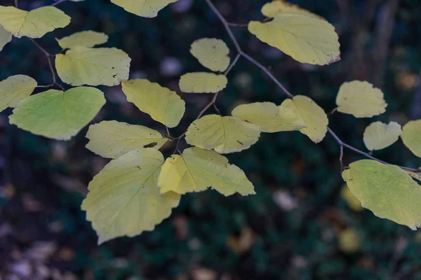 stock image yellow leaf in autumn close up macro view