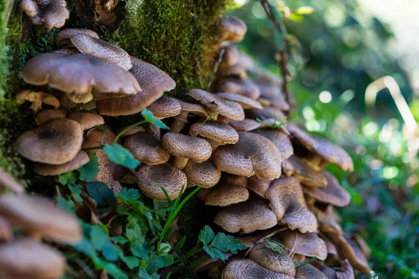 Brun svamp växer på trädstam — Stockfoto