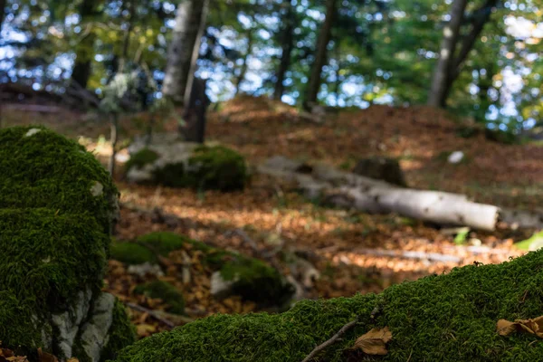 Scène de forêt avec mousse et pierres et laisser le sol couvert — Photo
