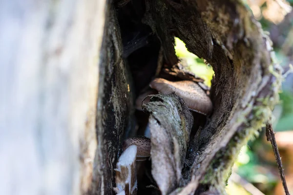 Forest tree trunk close up abstract view — Stock Photo, Image