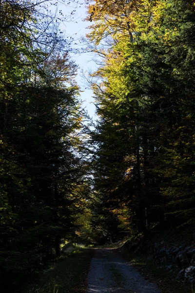 Vue à faible angle de l'arbre dans la forêt — Photo