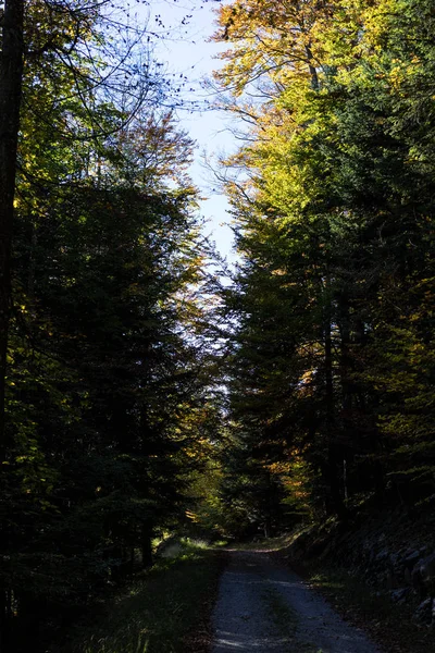 Vue à faible angle de l'arbre dans la forêt — Photo