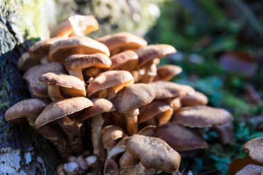 Orman makro birçok kahverengi mantar