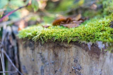 ormanda görünüm Moss yakın