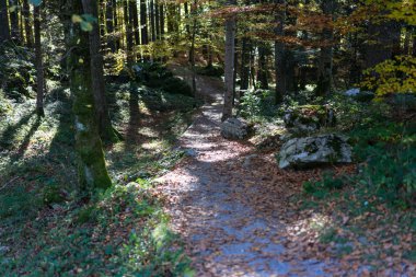 kahverengi kaplı ormanda yolu pastoral neature yaprakları