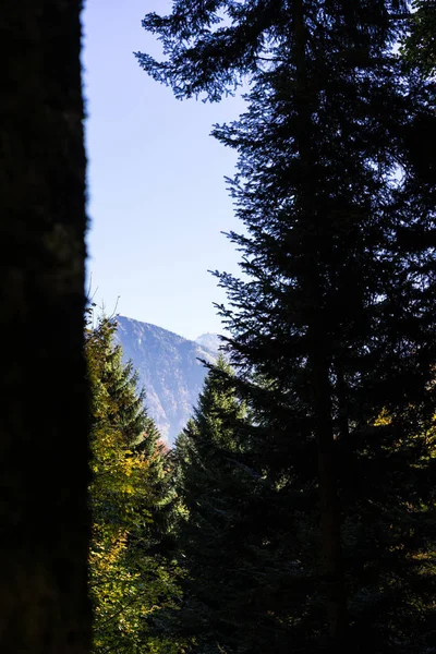 Orman ağaçları ile görülen dağ — Stok fotoğraf