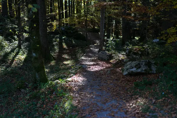 Camino en el bosque cubierto de hojas marrones neatura idílica —  Fotos de Stock