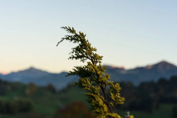 Dağ panoramasının önünde ön planda bitki odağı — Stok fotoğraf