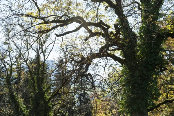 Strom s lehkým zářícím lesem — Stock fotografie