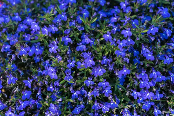Lila virágok háttér minta — Stock Fotó
