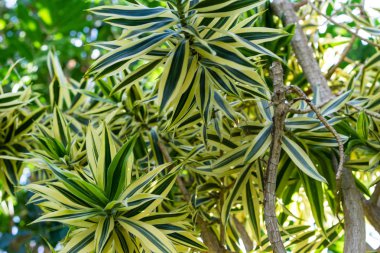 dracaena agavaceae reflexa çiçek açan çiçek tomurcuğu