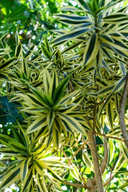 dracaena agavaceae reflexa çiçek açan çiçek tomurcuğu