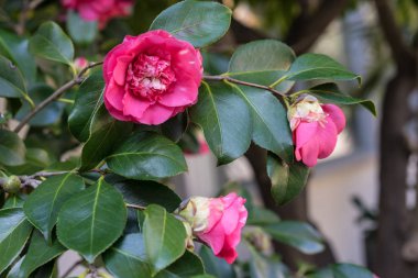Japonya'dan çiçeklenme camellia japonica Çaygiller pembe çiçek