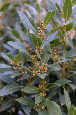 Laurus nobilis Defnegiller bitki yakın çekim