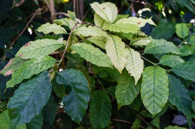Coffea arabica rubiaceae bitki yeşil yaprakları ile