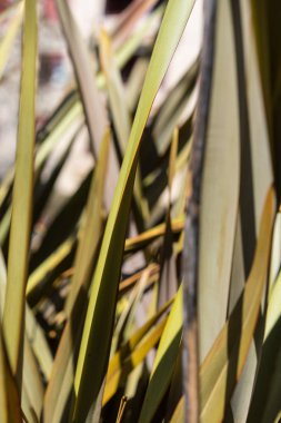 keten phormium agavaceae tanax kimden Yeni Zelanda