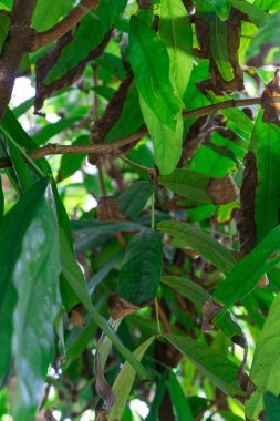 yeşil yaprakları saraca declinata baklagiller ağacının