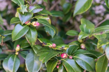 canlı yeşil yaprakları camellia japonica bud ile alba