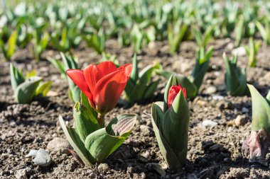 Büyüyen pancar fidan kırmızı çiçek. Genç, Filiz pancar kahverengi earth ile
