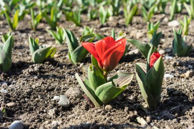 Büyüyen pancar fidan kırmızı çiçek. Genç, Filiz pancar kahverengi earth ile